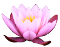 Bliss Lotus